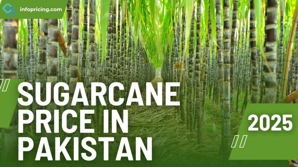 Sugarcane Price in Pakistan | January 2025