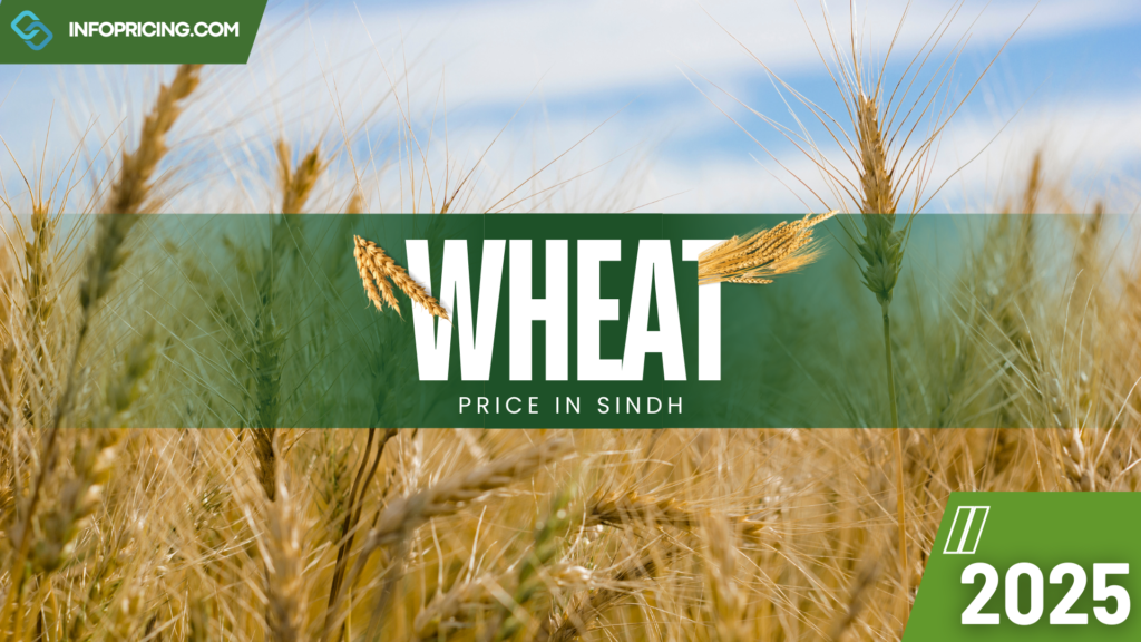 Wheat Price in Sindh | January 2025