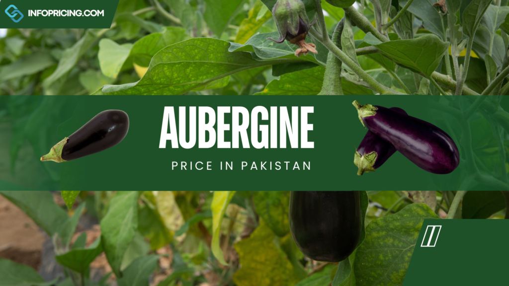 Aubergine Price In Pakistan