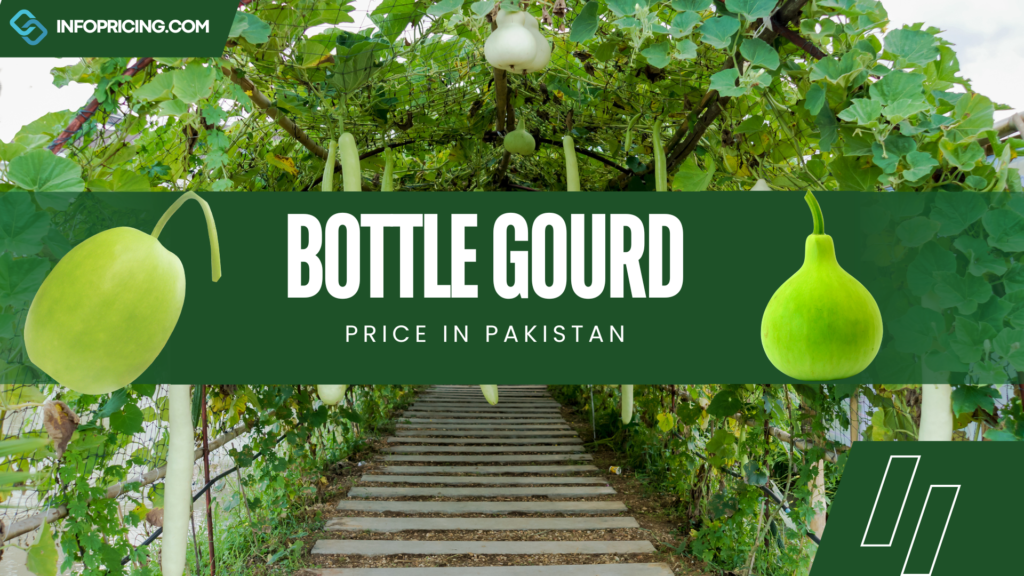 Bottle Gourd Price in Pakistan