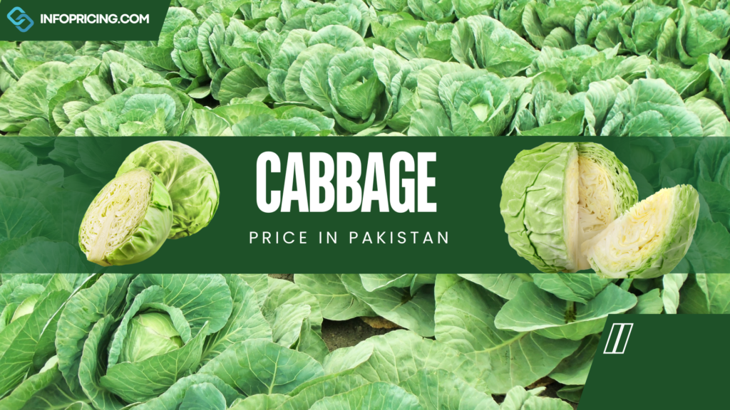 Cabbage Price in Pakistan