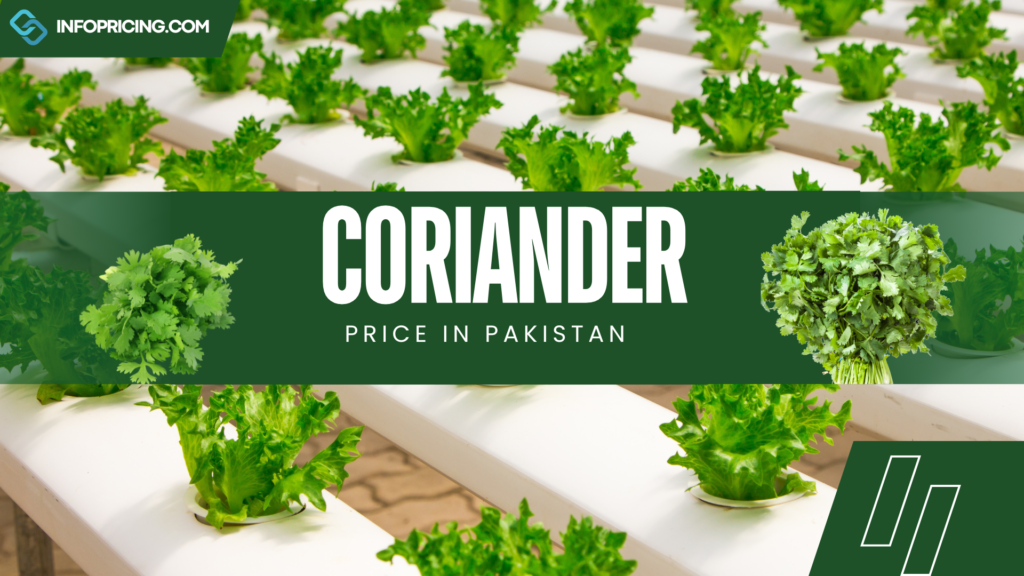 Coriander Price in Pakistan