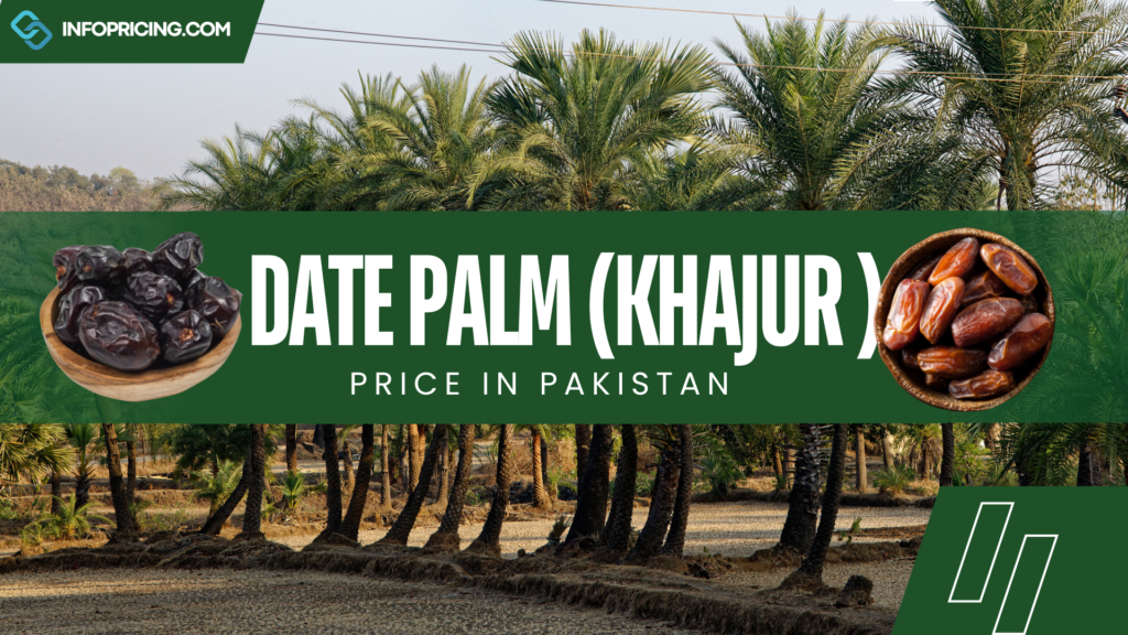 Date Palm Price In Pakistan