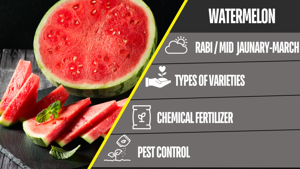 Watermelon Price in Pakistan